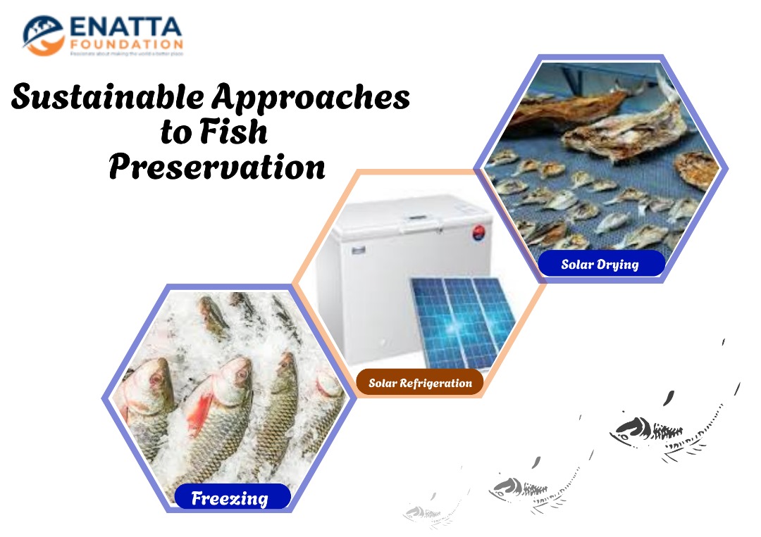 Sustainable Approaches to Fish Preservation