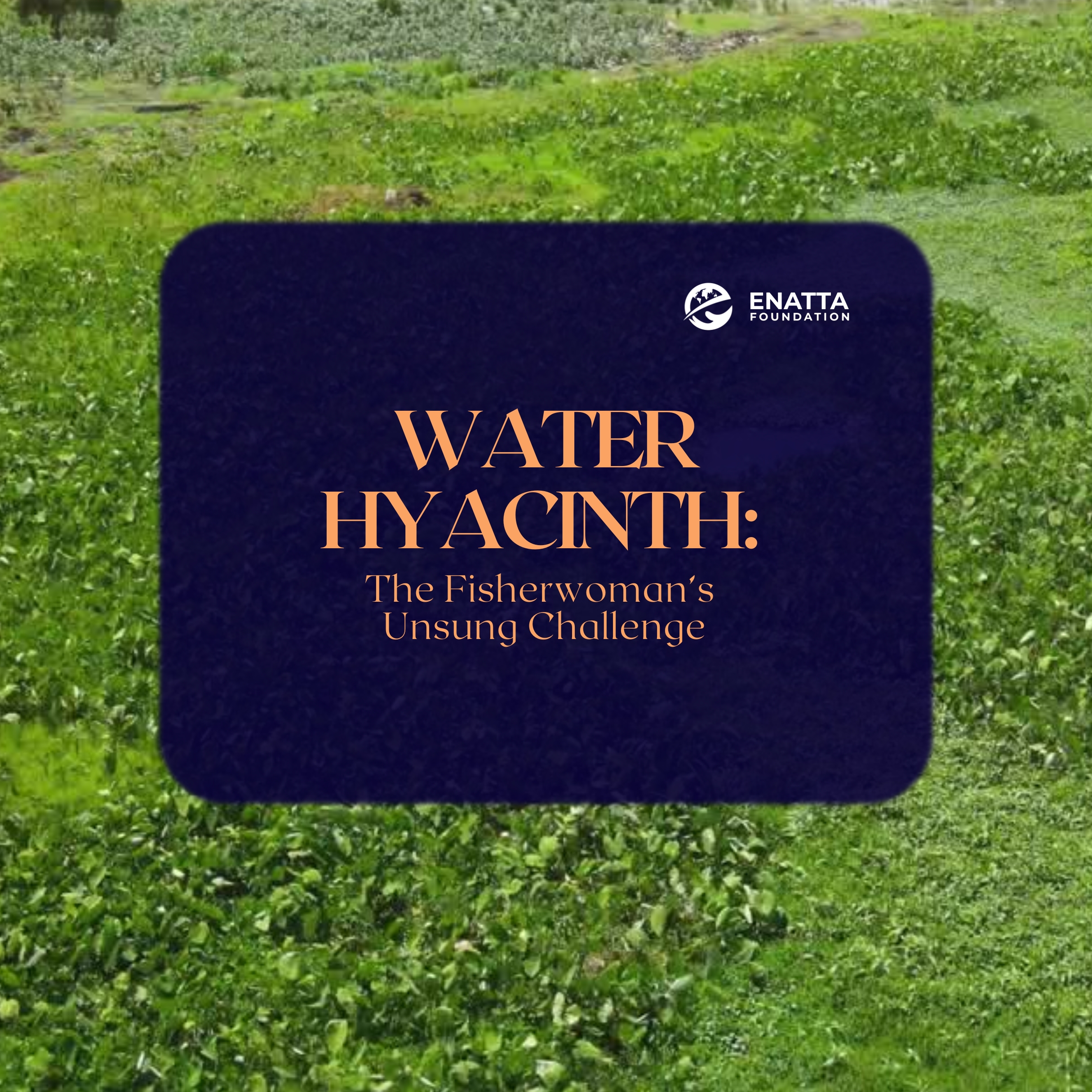 Water hyacinth: The Fisherwoman’s Unsung Challenge